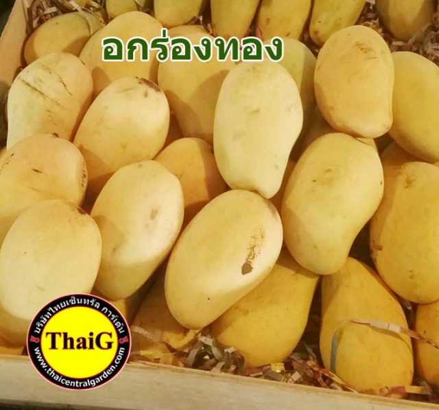 มะม่วงอกร่องทอง