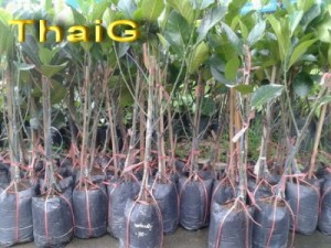 ปลูก ขนุนทวาย ทองประเสริฐ