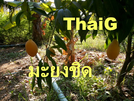 มะยงชิดพันธุ์ดี ผลใหญ่ ไข่ไก่