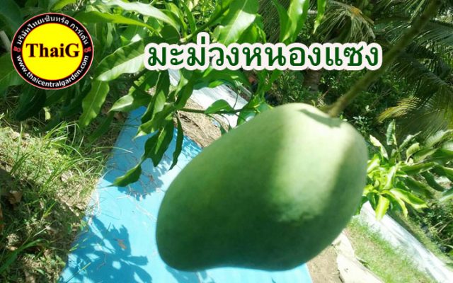 มะม่วงมันหนองแซง