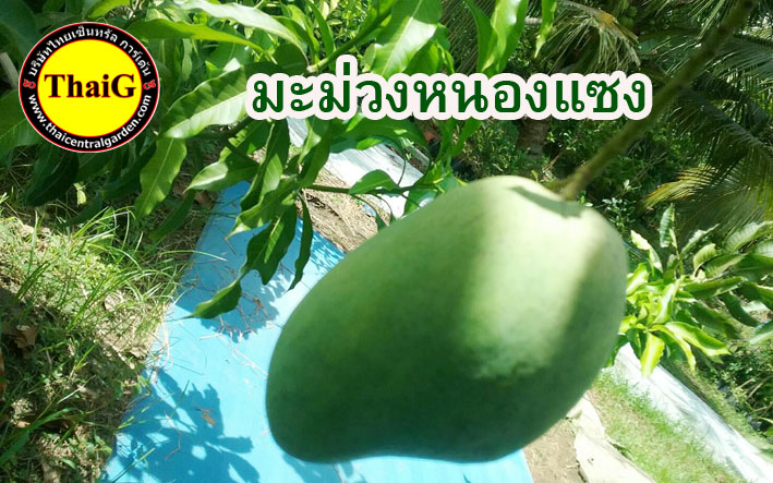 มะม่วงมันหนองแซง