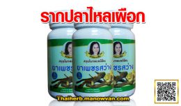 รากปลาไหลเผือก